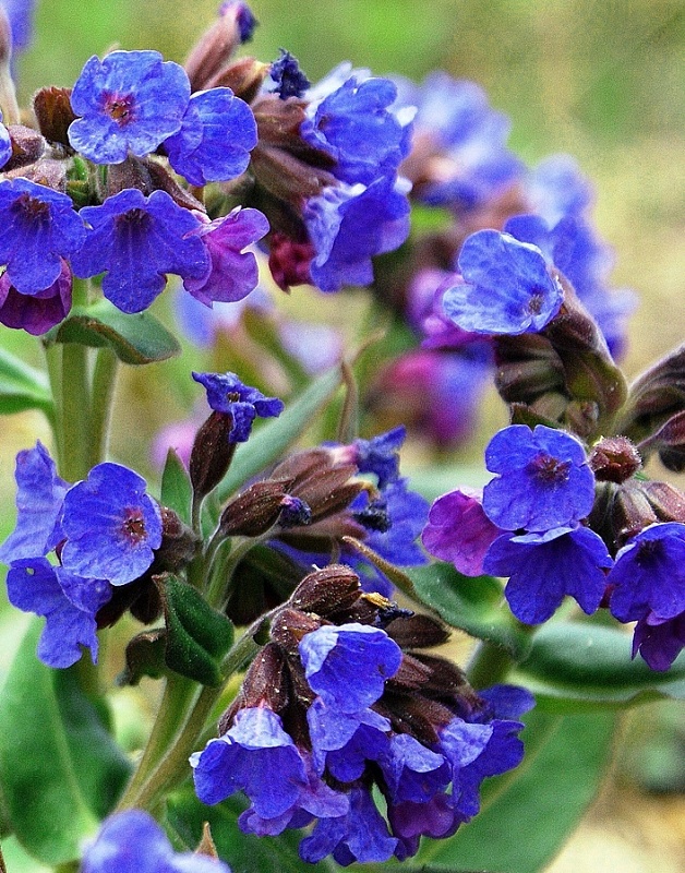 Медуница Блю Энсайн 1 шт Р9